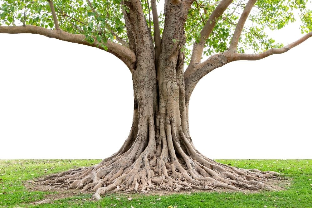 A large, mature tree with a thick trunk and extensive, sprawling roots visible above the ground. The tree has several branches extending outwards, covered with green leaves. The grass surrounding the tree is lush and green, while the background is completely white, highlighting the tree's structure and details in piece about the roots of customer-centricity.