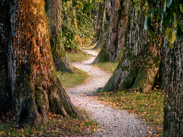 A meandering path through a heavily wooded forest