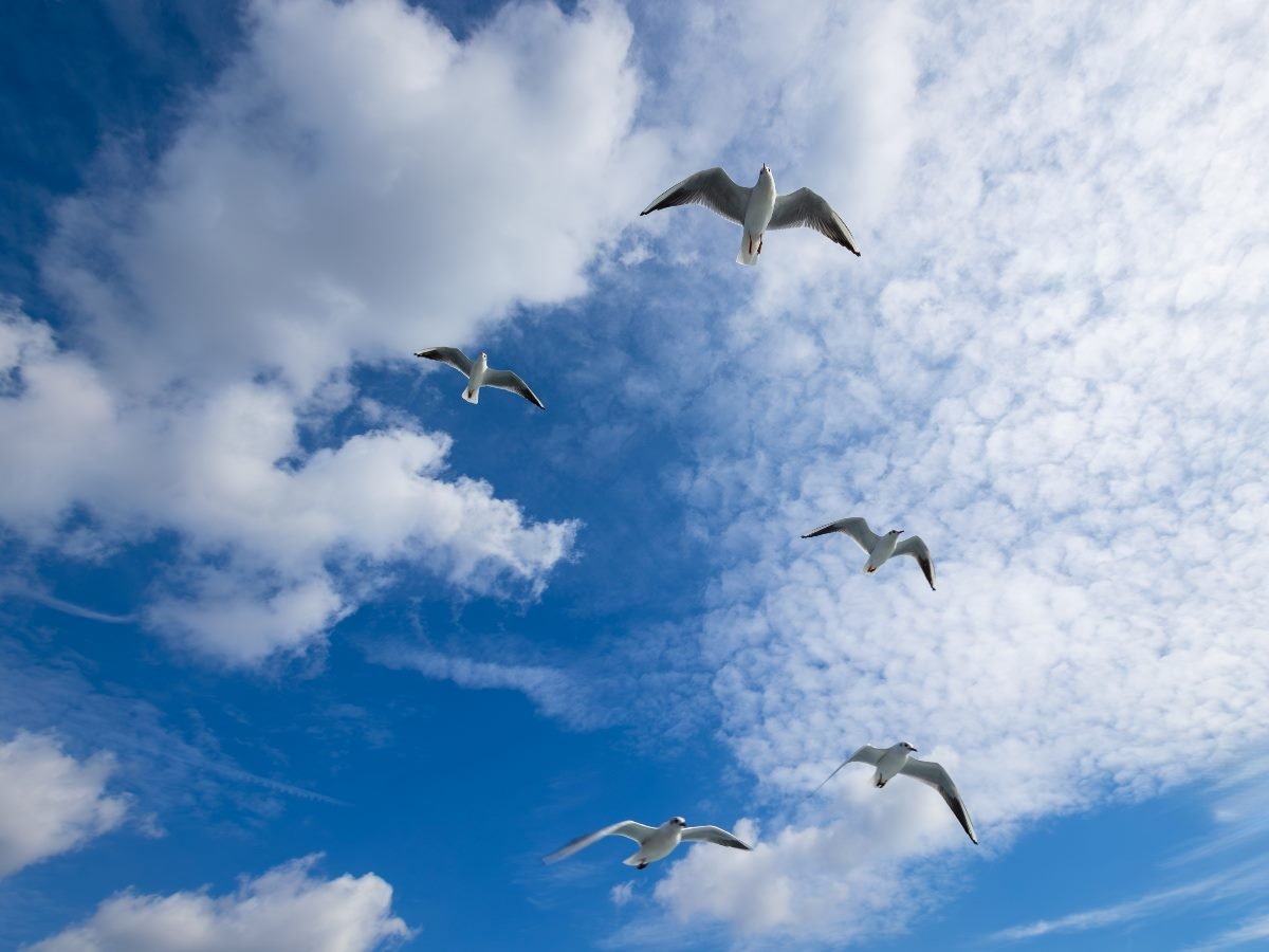 seagulls flying in the blue sky and white clouds background 