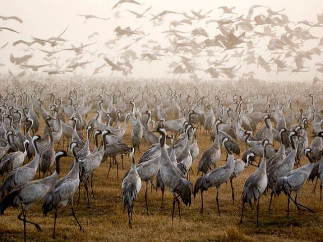 a crowd of cranes