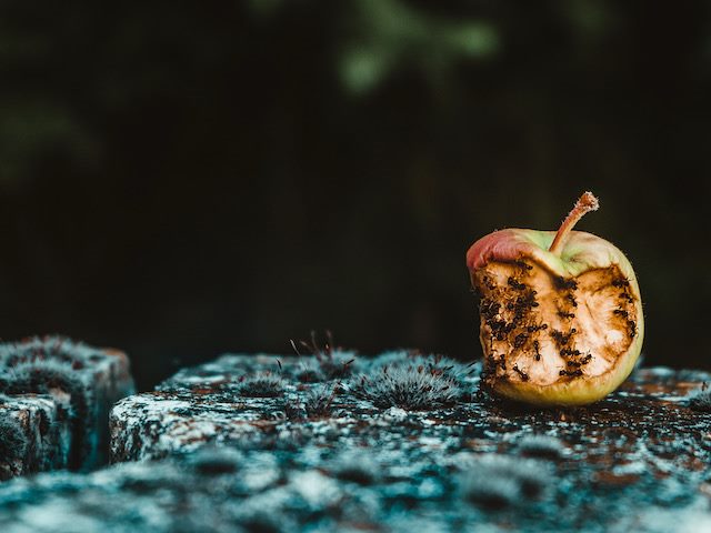 rotting apple