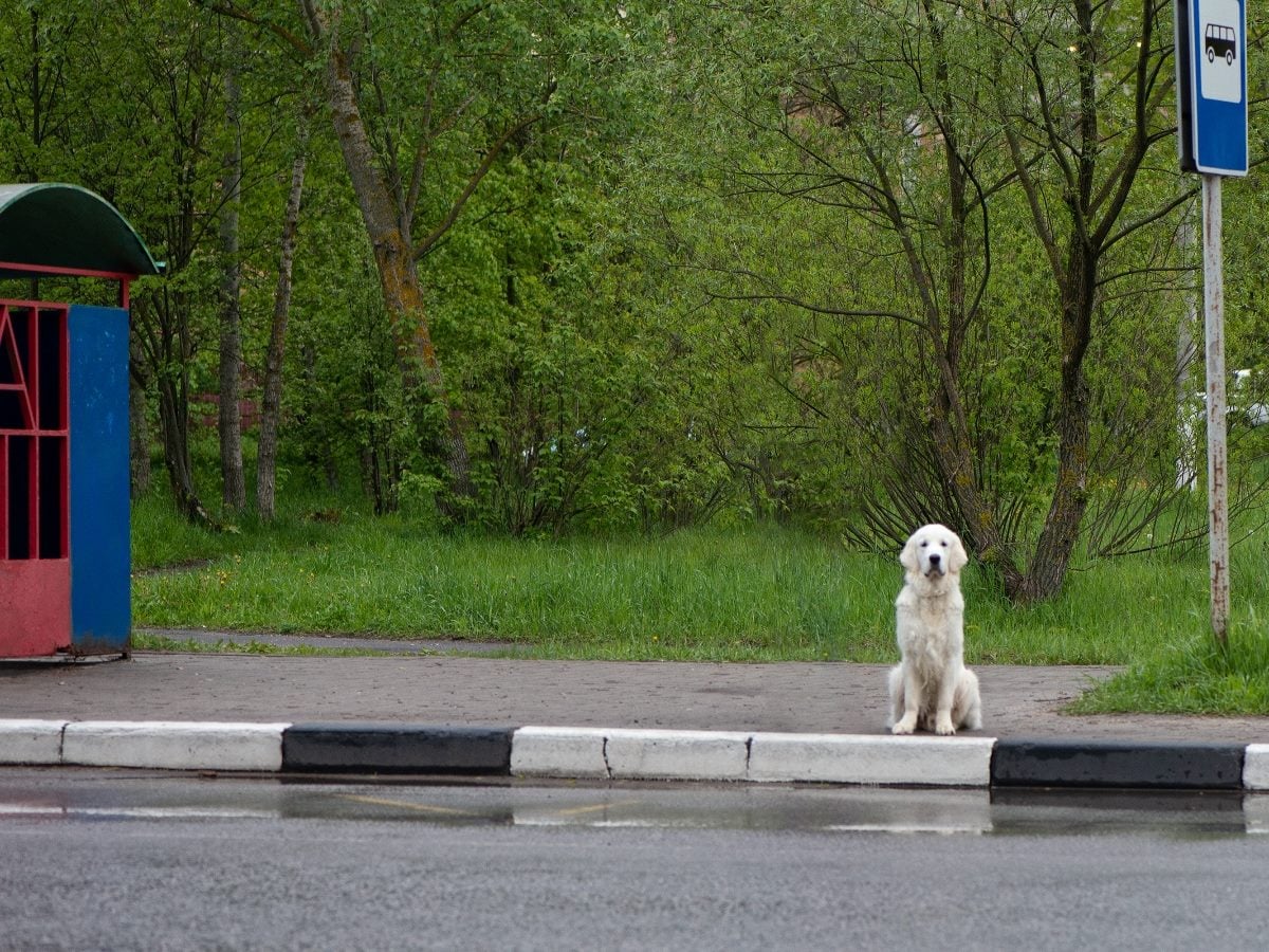 White dog sitting alone at a roadside bus stop, facing the street, with trees and greenery in the background on an overcast day.