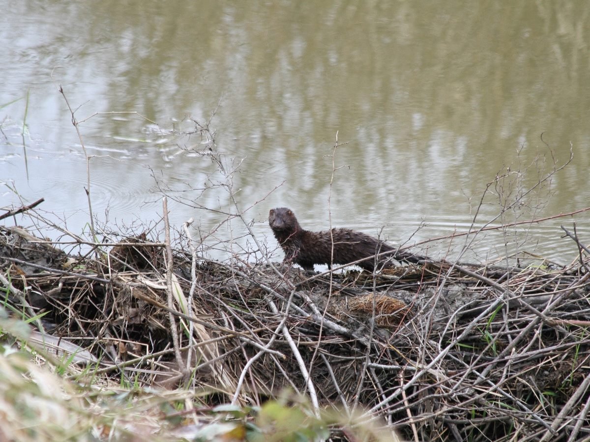 A mink running across a beaver dam.