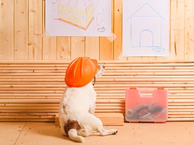  Dog as funny constructor with hardhat looking at blueprint with a toolkit by his side.