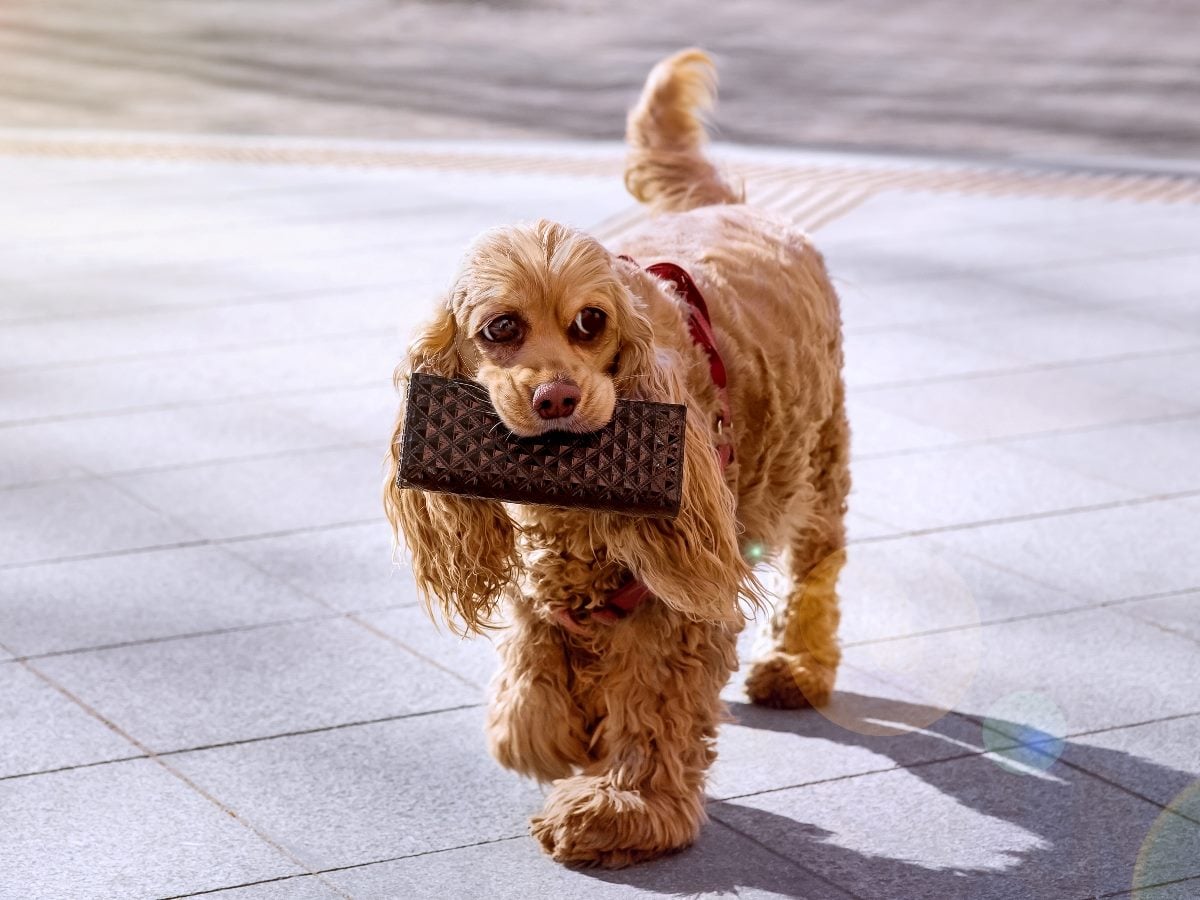 Small tan cocker spaniel wearing a red harness walks across a tiled outdoor surface while carrying a brown wallet in its mouth.