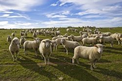 flock_of_sheep_shutterstock_73353415.jpg