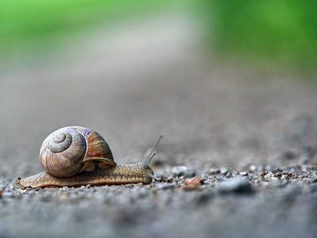 snail on sidewalk