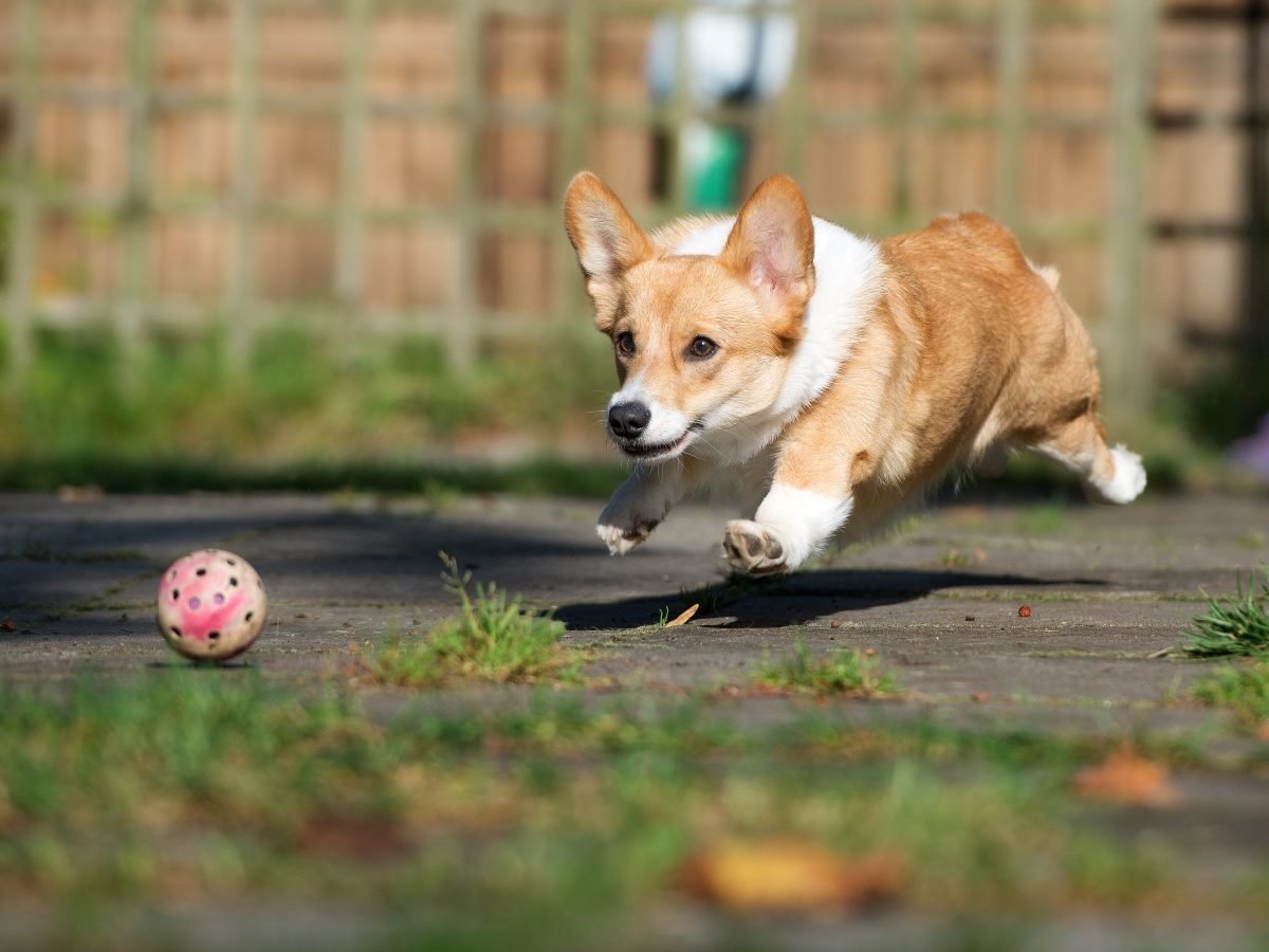welsh corgi dog chasing a ball.