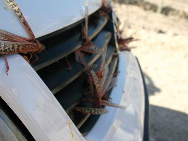 locusts