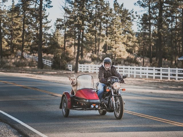 dog in a sidecar