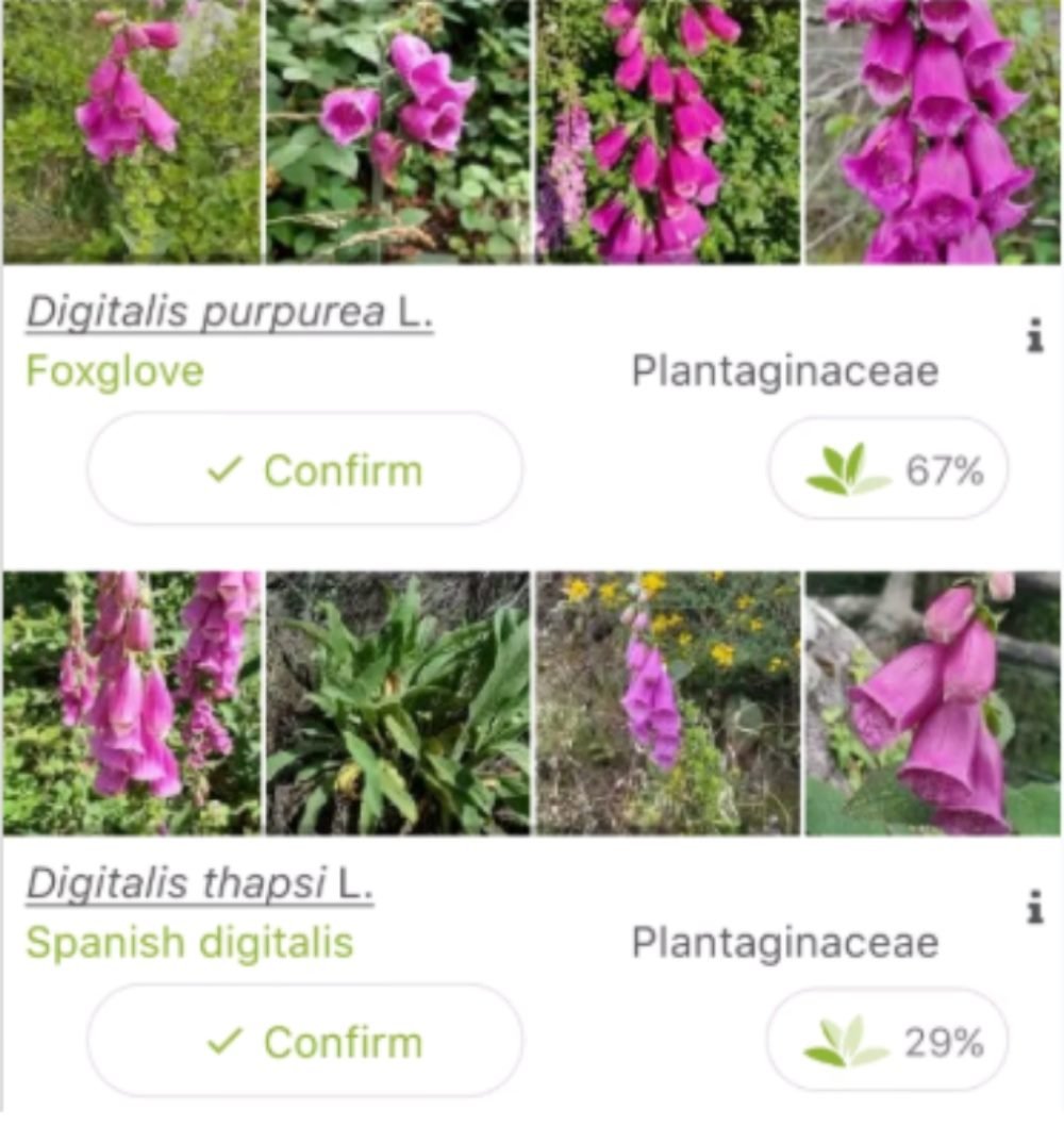Screenshot from the PlantNet app showing two flower identification results — Digitalis purpurea (Foxglove) with 67% confidence and Digitalis thapsi (Spanish digitalis) with 29% confidence, each with confirm buttons and plant photos.