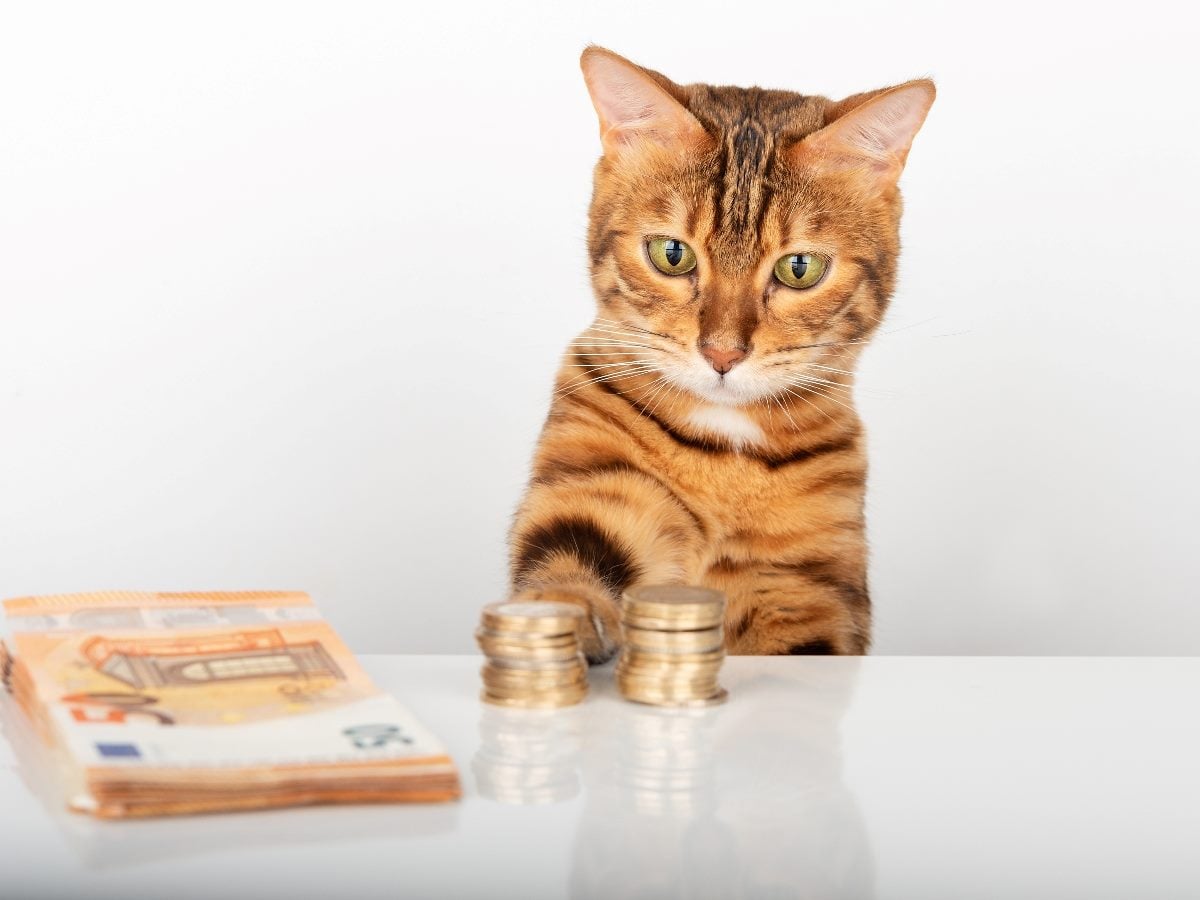 A brown tabby cat sitting at a table, placing its paw on stacks of coins, with a pile of paper money off to the side against a plain light background.