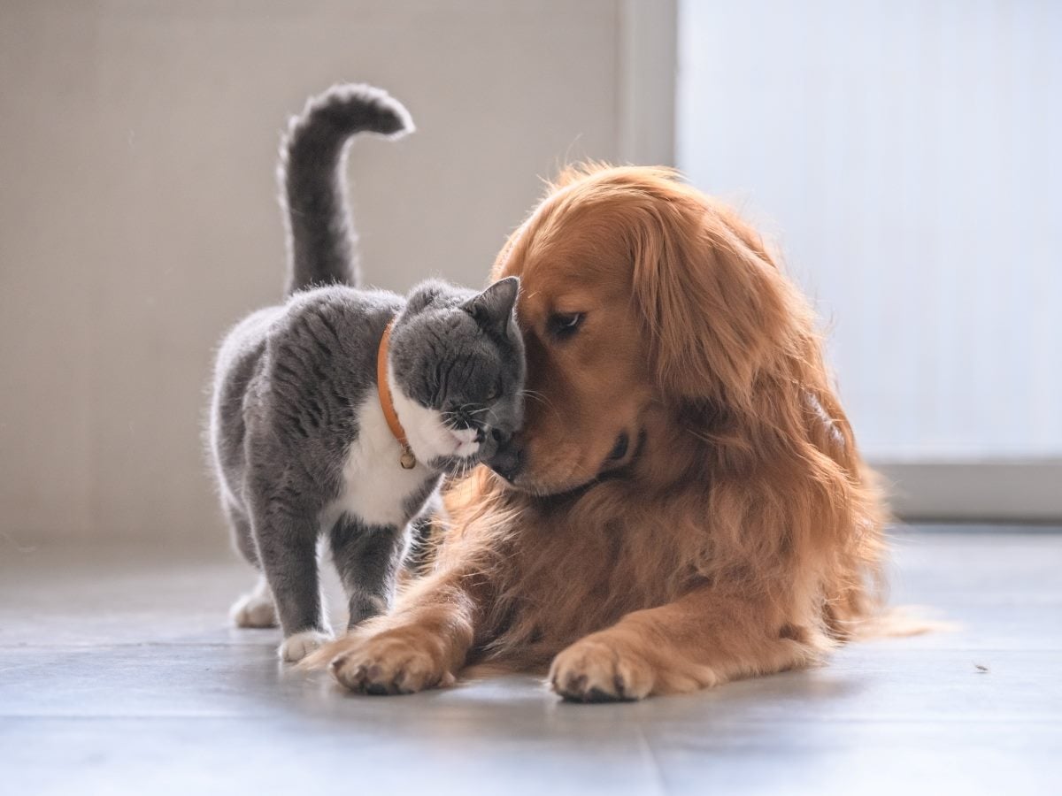 A gray-and-white cat affectionately nuzzles a golden retriever as they rest together on a smooth indoor floor, softly lit by natural light from a nearby window.