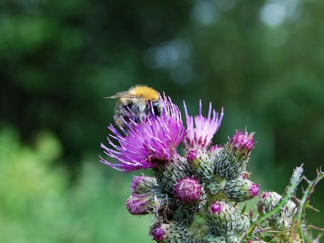 fat bee pollinating a thistle