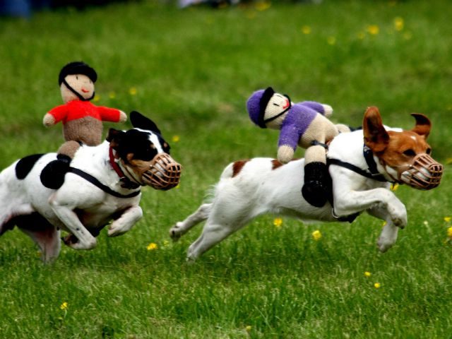 ridiculous dog race
