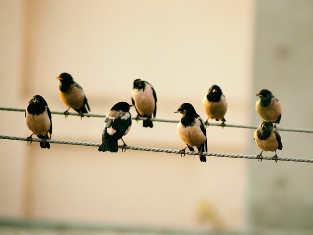 birds of a feather