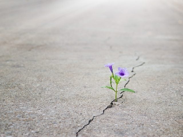 Purple flowers growing through crack of a street.