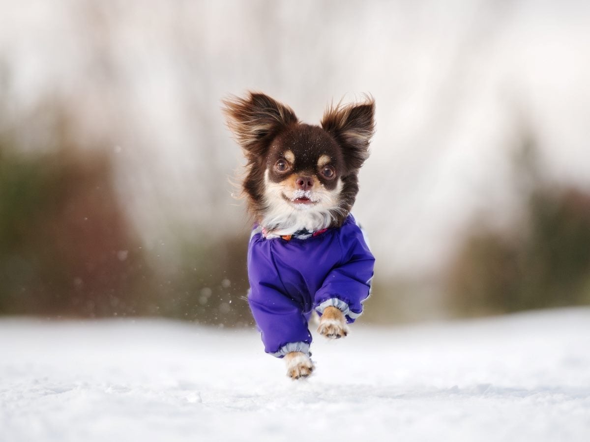 Small dog wearing a purple winter jacket running through snow, ears lifted and paws mid-stride against a blurred outdoor background.