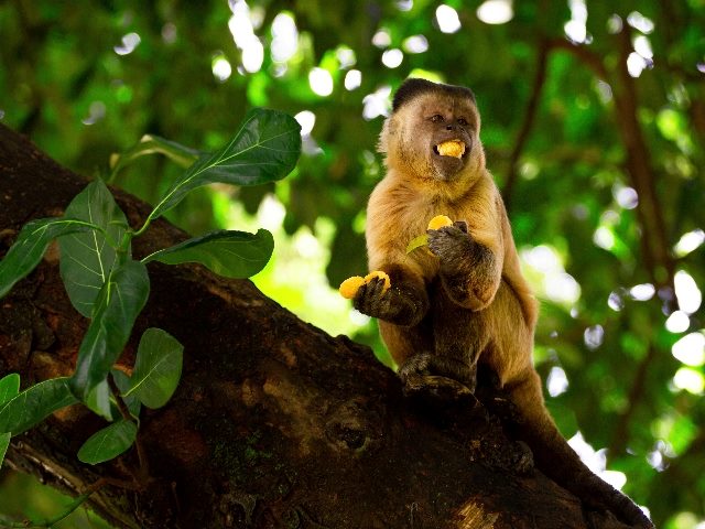  A yellow monkey eating fruits on the tree.