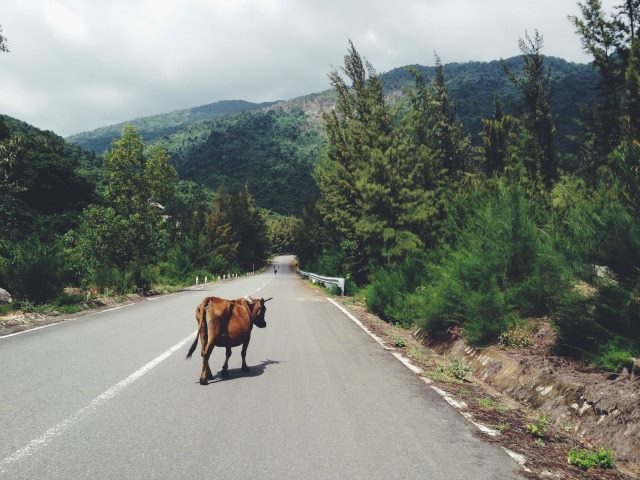 cow in the road