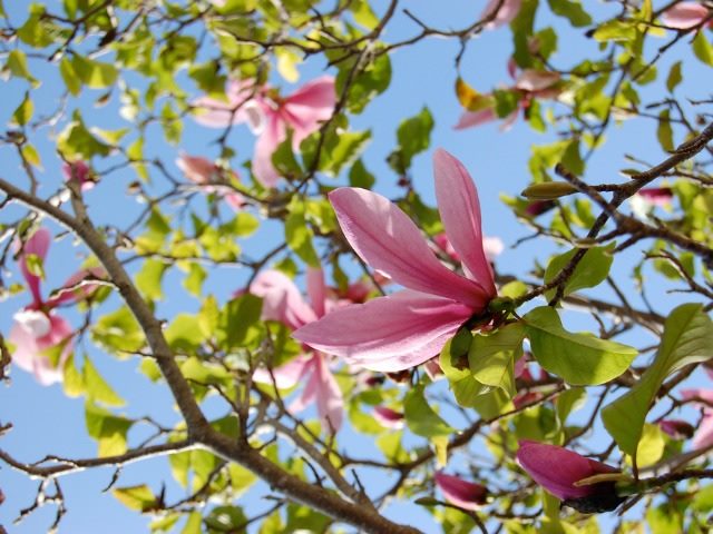 Magnolia tree in full bloom