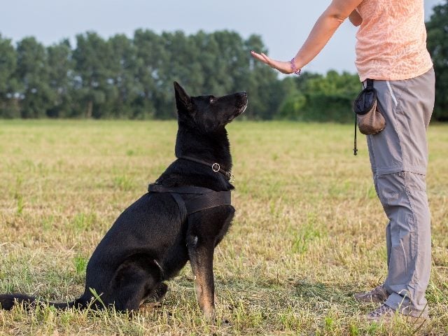 Black German Shepherd training. It is sitting while a human is standing over it motioning it to sit.