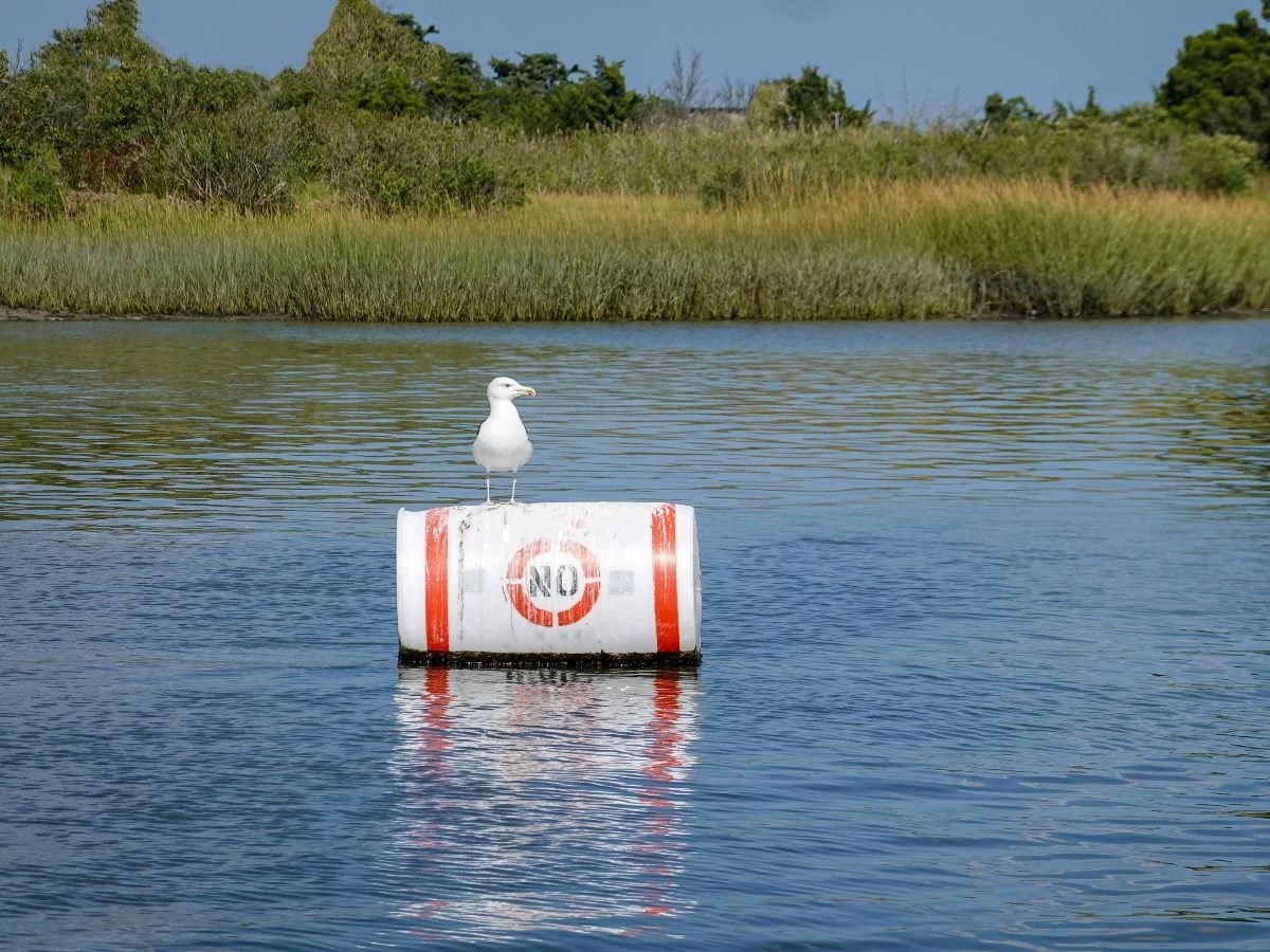 Seagull standing on a floating buoy marked “NO” in calm water, with marsh grass and trees in the background.