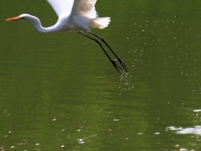 flight