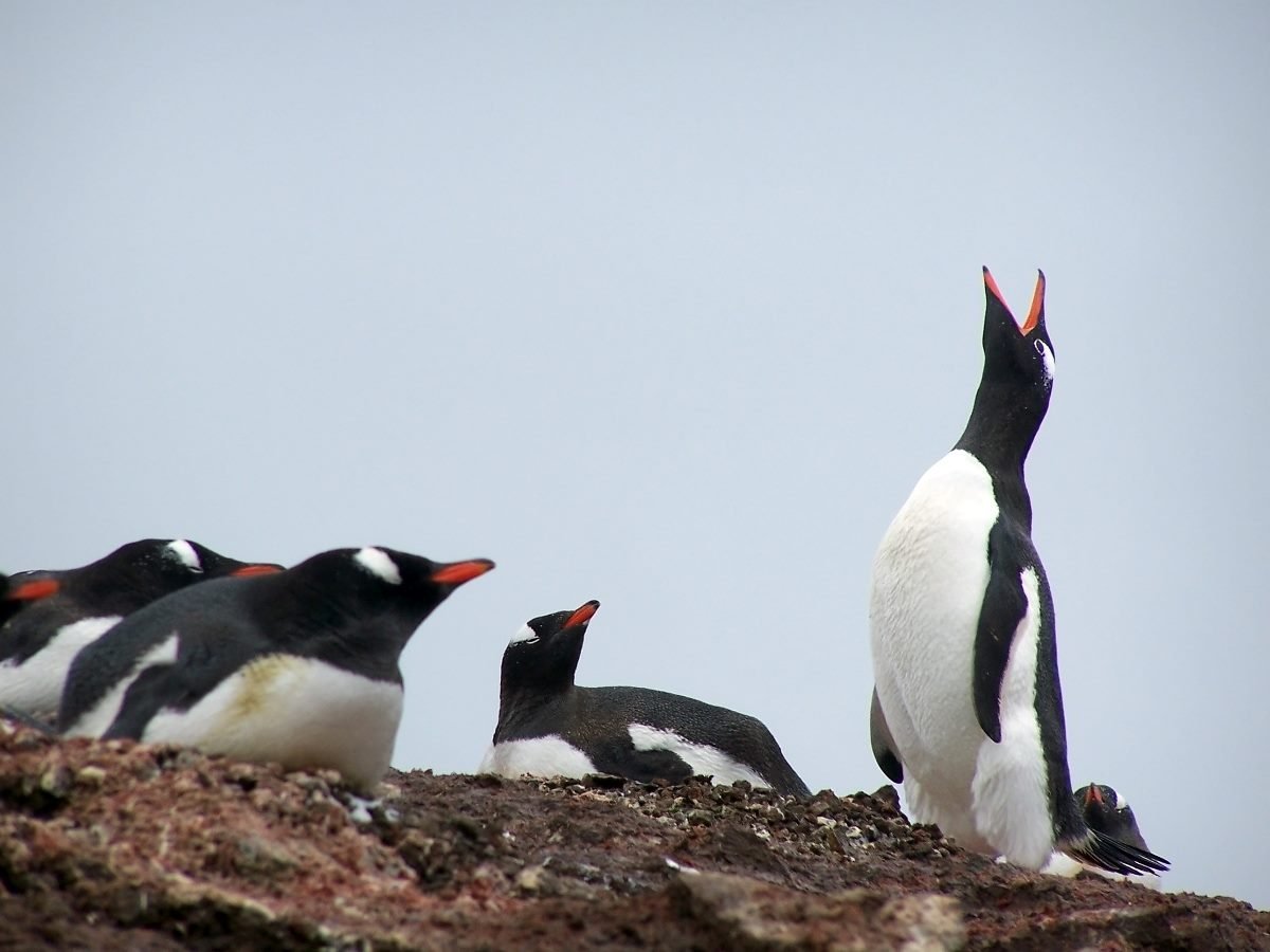 A group of Gentoo penguins rests on a rocky ledge while one penguin stands upright with its beak open, appearing to call out against a gray sky.