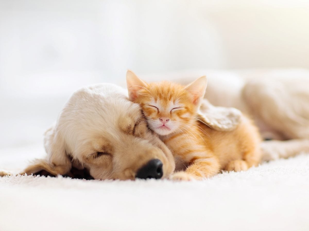 An orange kitten and a light-colored puppy sleep closely snuggled together on a soft white surface, both with their eyes closed and looking peaceful.