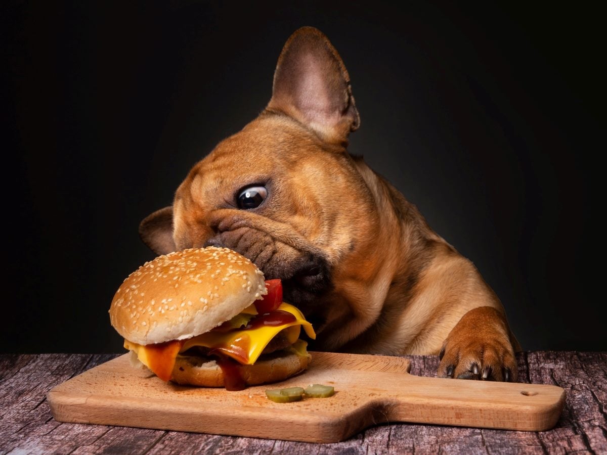 A French Bulldog rests its front paw on a wooden serving board while leaning in to bite a loaded cheeseburger topped with melted cheese, tomato, and ketchup, with sliced pickles arranged beside it. The dog's eyes are fixed intently on the burger against a dark, moody background, evoking the frustration of wanting immediate access to food without any obstacles in the way.