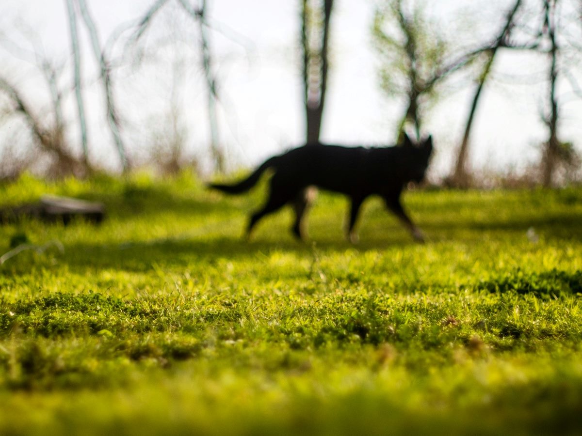 A blurred wolf in the distance on grassy land.