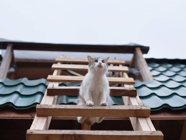 Cat on a ladder, representing career advancement due to customer engagement. 