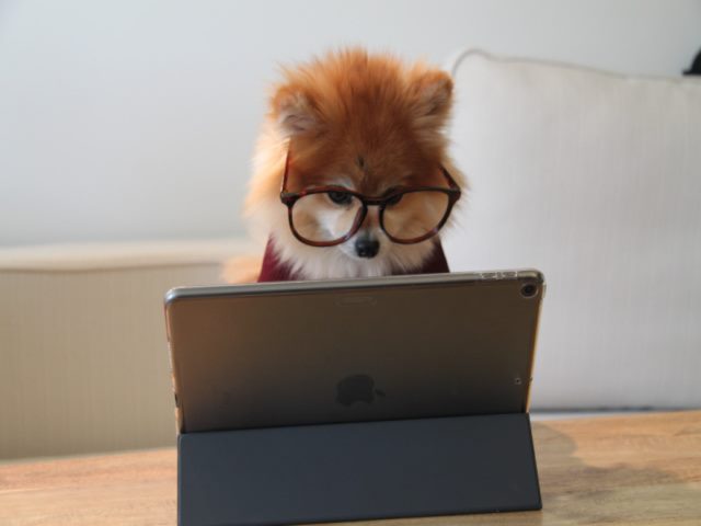 Pomeranian dog looking at an ipad