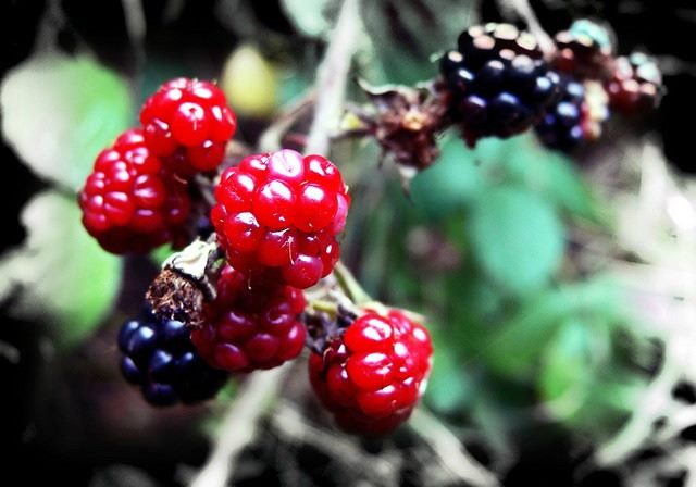 Ready for a Bite First Fruits of IBMTwitter Deal Ripen
