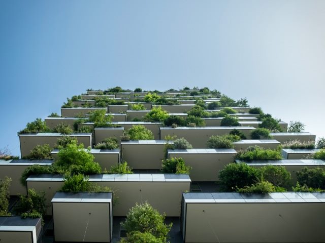 tree maze