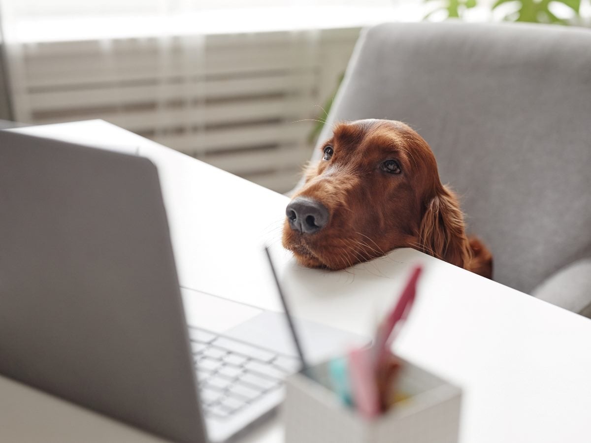 A golden-brown Irish Setter rests its chin on a white desk, gazing upward with soulful eyes beside a laptop and a cup of pens.