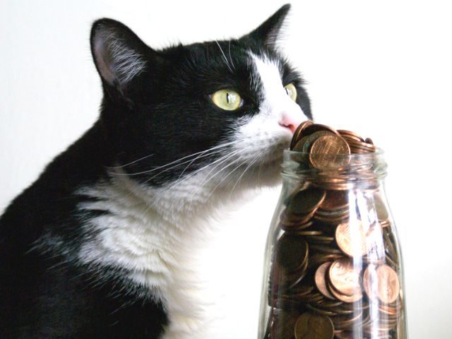cat smelling a jar of coins