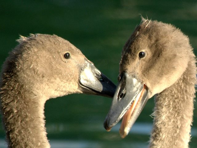 two feathered friends