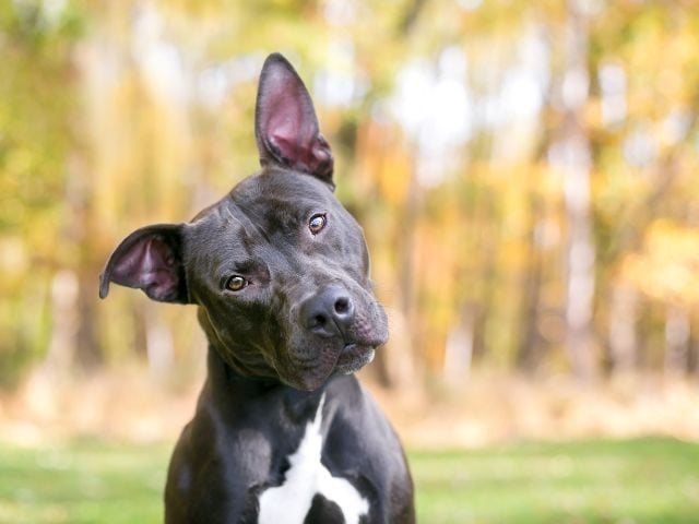 A dog with its head tilted and one ear perked up 