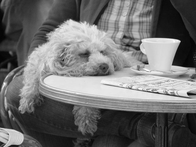 dog sleeping with a newspaper