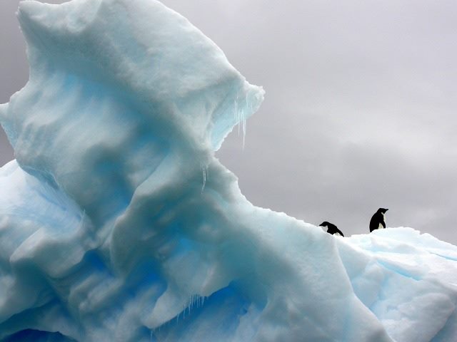penguins