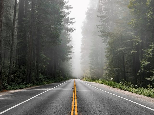 A scenic two-lane road with double-striped yellow lines amid a forest of tall trees lining the road. 