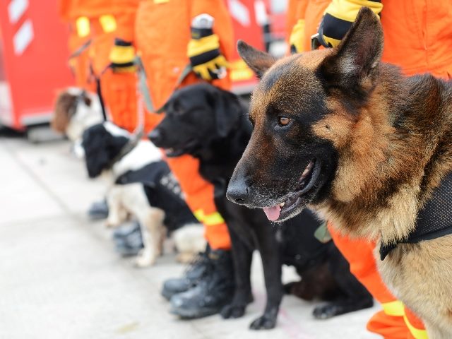  Rescue dogs getting ready for a search. 
