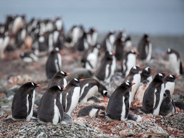 Colony of Gentoo penguins in Antartica.