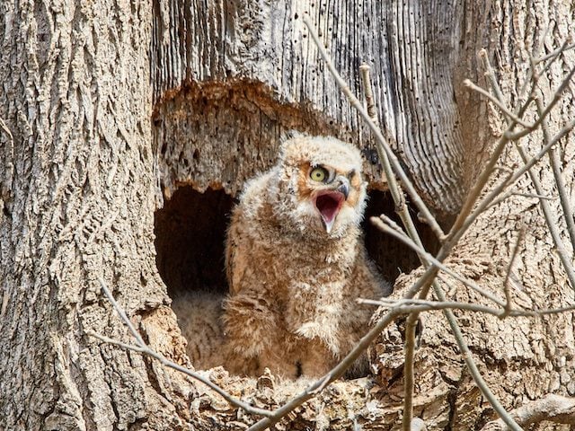 owl with open mouth