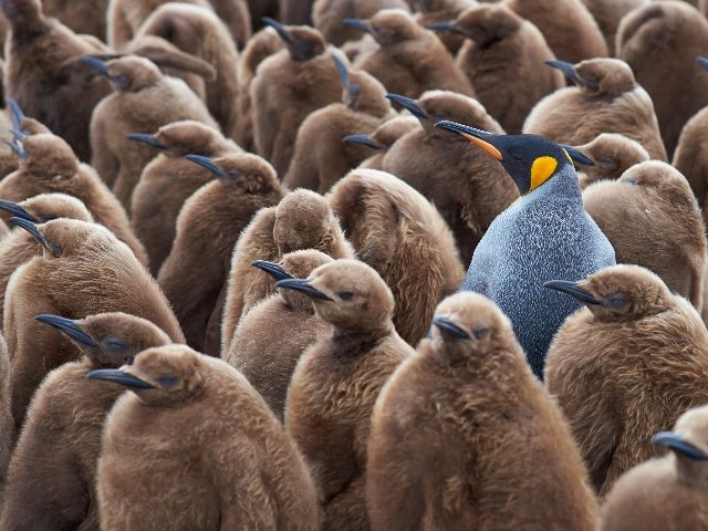 One different-colored penguin among a lot of same-colored chicks.