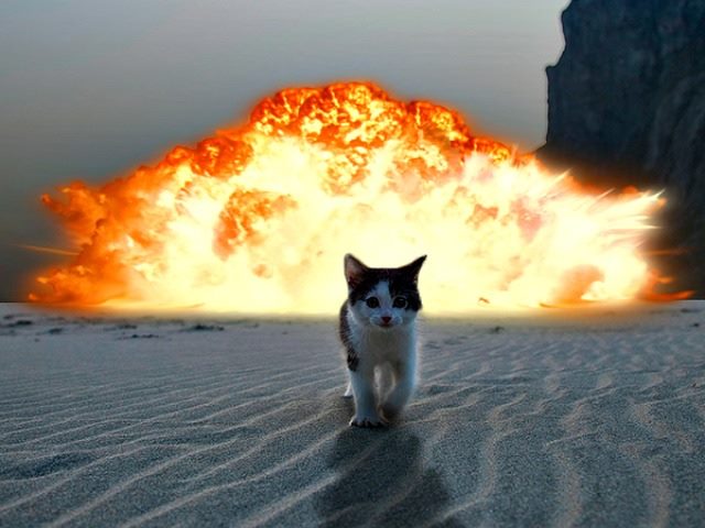 It's a cat-astrophe