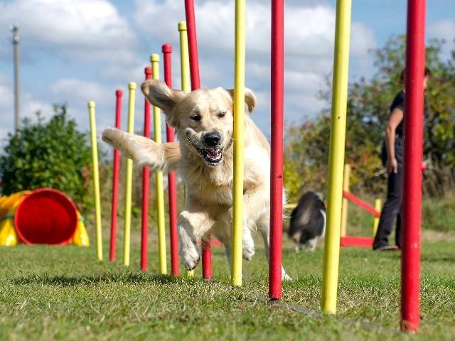  Dog going through an agility obstacle.