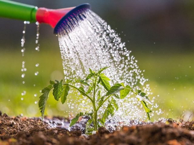 Watering seedling tomato in greenhouse garden, symbolizing the retention marketing effort. 